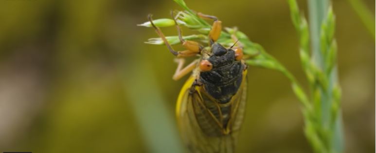 Cicadas