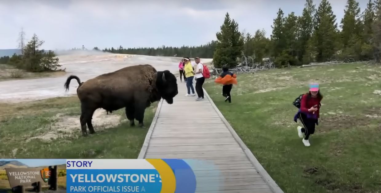 Do You Want to See Yellowstone's Bison? Most likely, you're unprepared