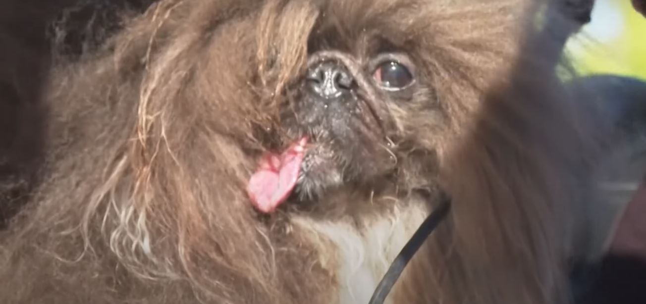 world's ugliest dog